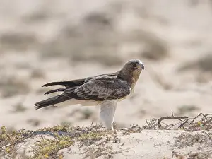 Booted Eagle Drucke: Booted Eagle, Hieraaetus pennatus