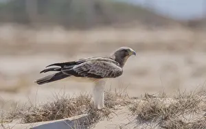 Booted Eagle Drucke: Booted Eagle, Hieraaetus pennatus