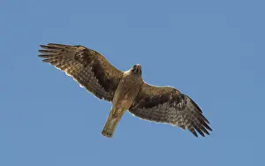 Booted Eagle Drucke: Booted Eagle, Hieraaetus pennatus
