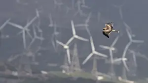 European Eagle Species Drucke: Booted Eagle, Hieraaetus pennatus
