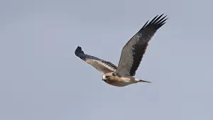 European Eagle Species Drucke: Booted Eagle, Hieraaetus pennatus