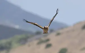Booted Eagle Drucke: Booted Eagle, Hieraaetus pennatus
