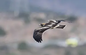 Eagle Species Drucke: Booted Eagle, Hieraaetus pennatus