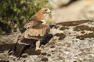European Raptor Birds Drucke: Booted Eagle, Hieraaetus pennatus