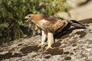 European Raptor Drucke: Booted Eagle, Hieraaetus pennatus