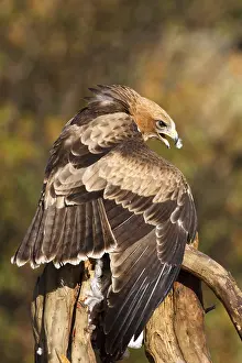 European Raptor Drucke: Booted Eagle, Hieraaetus pennatus
