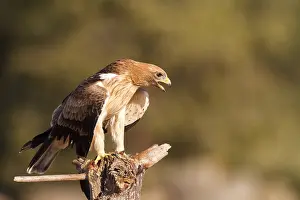 Raptor Species Europe Drucke: Booted Eagle, Hieraaetus pennatus