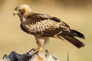 Schwarzmilan, Hieraaetus pennatus