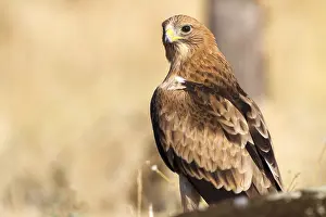 Würgergeier, Hieraaetus pennatus.