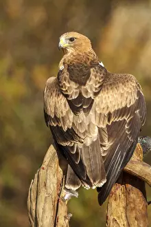 Spain Wildlife Photography Drucke: Booted Eagle, Hieraaetus pennatus