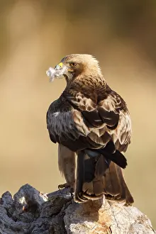 European Raptor Drucke: Booted Eagle, Hieraaetus pennatus