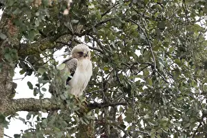 Wild Birds In Europe Drucke: Booted Eagle, Hieraaetus pennatus