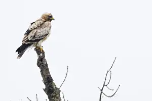 Wild Animals In Spain Drucke: Booted Eagle, Hieraaetus pennatus
