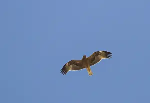 Booted Eagle Drucke: Booted Eagle; Hieraaetus pennatus;