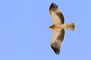 Animal Photography Nature Drucke: Booted Eagle, Hieraaetus pennatus