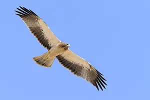 Accipitridae Species Drucke: Booted Eagle, Hieraaetus pennatus