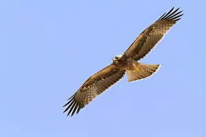 Booted Eagle Drucke: Booted Eagle, Hieraaetus pennatus