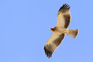 Raptor Images Drucke: Booted Eagle, Hieraaetus pennatus