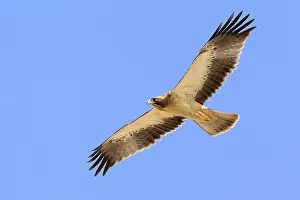 Accipitridae Species Drucke: Booted Eagle, Hieraaetus pennatus