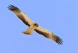 Raptor Bird Photography Drucke: Booted Eagle, Hieraaetus pennatus