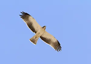 Accipitridae Species Photos Drucke: Booted Eagle, Hieraaetus pennatus