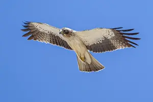 European Bird Life Drucke: Booted Eagle, Hieraaetus pennatus