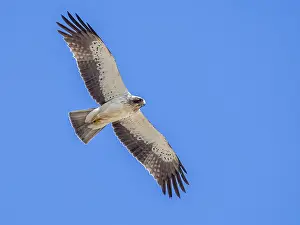 Coastal Nature Photography Drucke: Booted Eagle, Hieraaetus pennatus