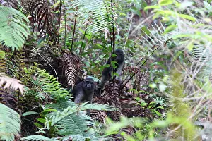 Tropical Rainforest Mammals Drucke: Booted Macaque, Macaca ochreata