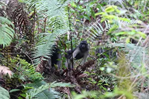 Tropical Rainforest Mammals Drucke: Booted Macaque, Macaca ochreata