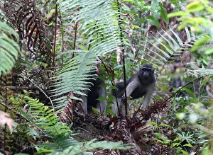 Tropical Rainforest Mammals Drucke: Booted Macaque, Macaca ochreata
