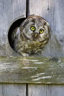 Raptor Species Europe Drucke: Boreal Owl