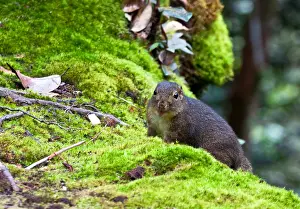 Borneo Wildlife Mammals Drucke: Bornean Mountain Ground Squirrel, Dremomys everetti