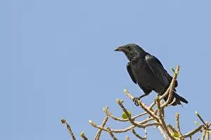 Bilder Datiert 8. Februar 2013: Borstenrabe