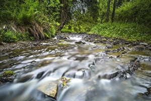 Europe Nature Reserve Drucke: Bos beek, Forest brook