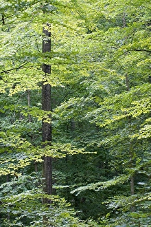European Forest Landscape Drucke: Bos, Forest