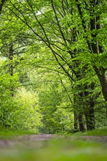 Bilder Datiert 21. Mai 2017: Wald, Forst