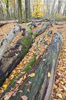 Bilder Datiert 9. November 2008: Wald, Forst