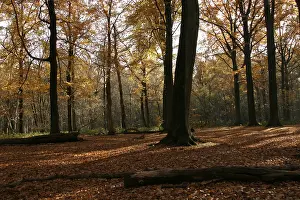 Beech Tree Forest Europe Drucke: Bos, Forest