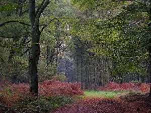 European Forest Landscape Drucke: Bos, Forest