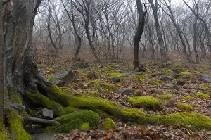 Europe Winter Landscape Drucke: Bos, Forest