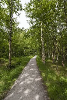 Waldweg, Waldpfad