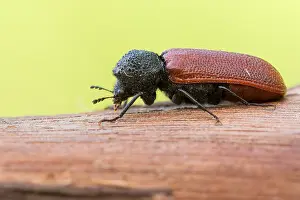 Bostrichus capucinus