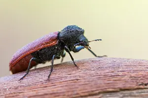 Bilder Datiert 4. Juni 2021: Bostrichus capucinus