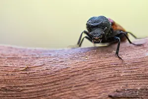 Bilder Datiert 4. Juni 2021: Bostrichus capucinus
