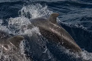 Lesser Antilles Wildlife Drucke: Bottlenose dolphin (genus Tursiops)