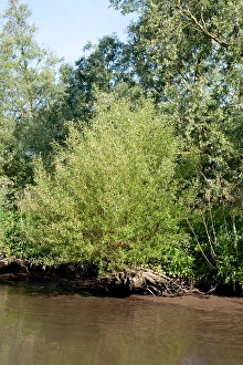 Bilder Datiert 5. Juni 2010: Brabantsche Biesbosch