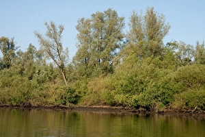 Bilder Datiert 5. Juni 2010: Brabantse Biesbosch