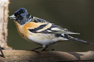Finland Nature Photography Drucke: Brambling