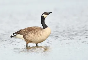 Branta Canadensis Images Drucke: Branta canadensis