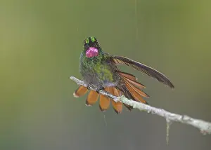 Tropical Forest Wildlife Drucke: Brazilian Ruby, Clytolaema rubricauda